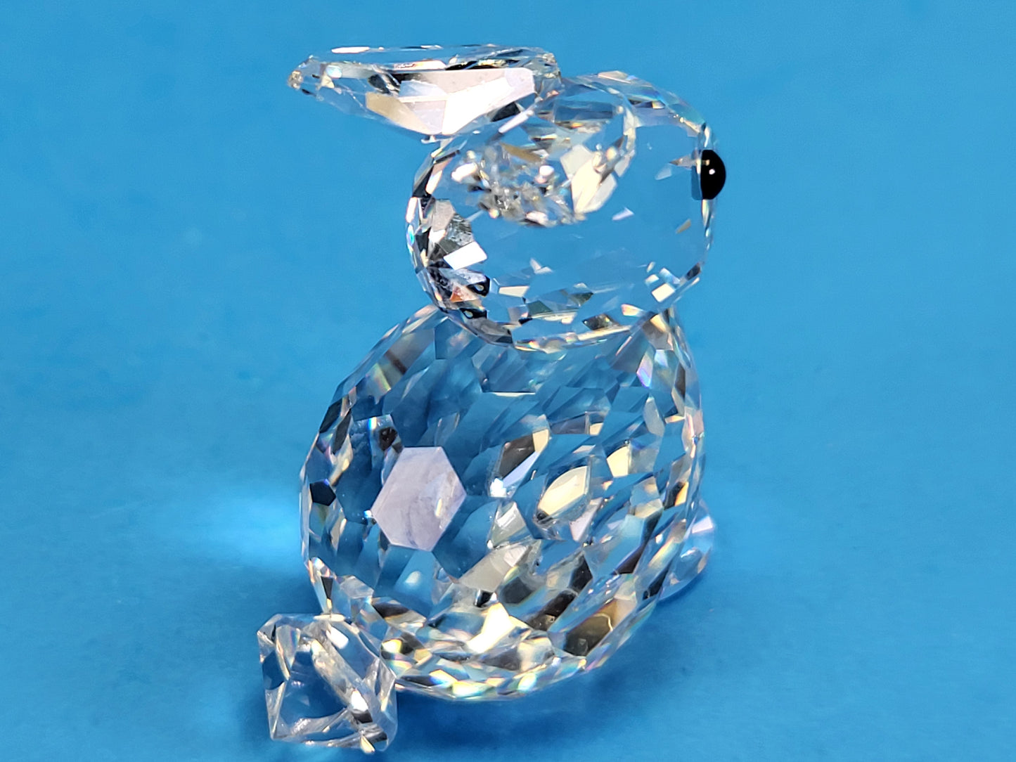 RABBIT MINI SITTING 014849