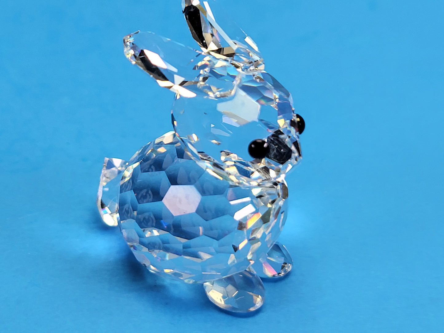 RABBIT MINI SITTING 014849