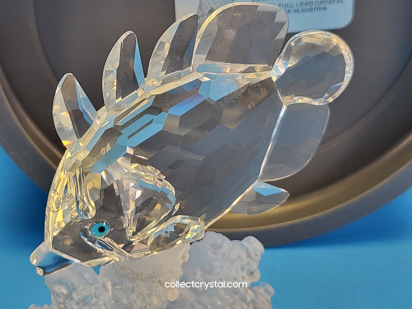 BUTTERFLY FISH (ON CORAL) 162888