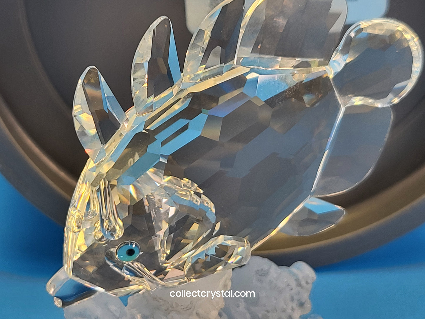 BUTTERFLY FISH (ON CORAL) 162888