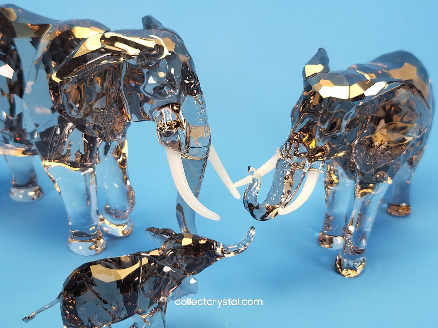 Elegance of Africa SCS Elephant Fayola 455, Zena 667, & Mandisa 544