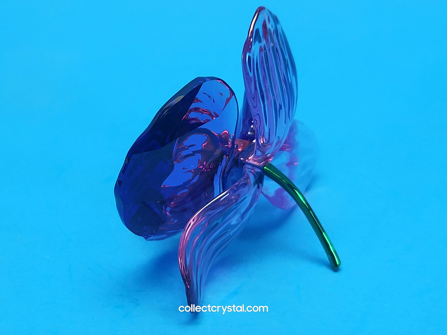 SCS IDYLLIA Orchid Petal FLOWER # 5669354, NOS