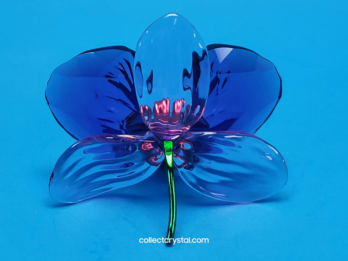 SCS IDYLLIA Orchid Petal FLOWER # 5669354, NOS