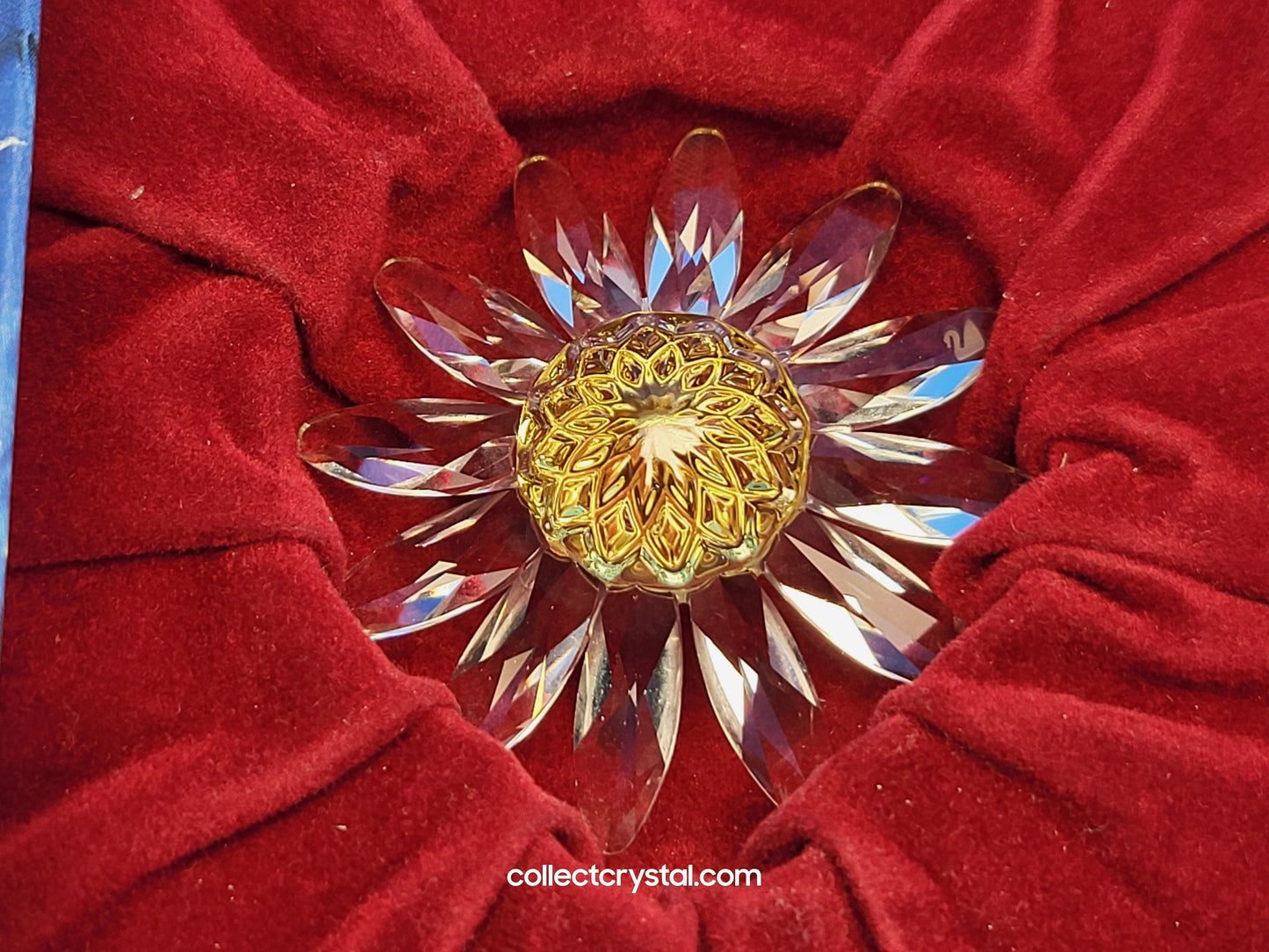RENEWAL GIFT – MARGUERITE YELLOW 229778