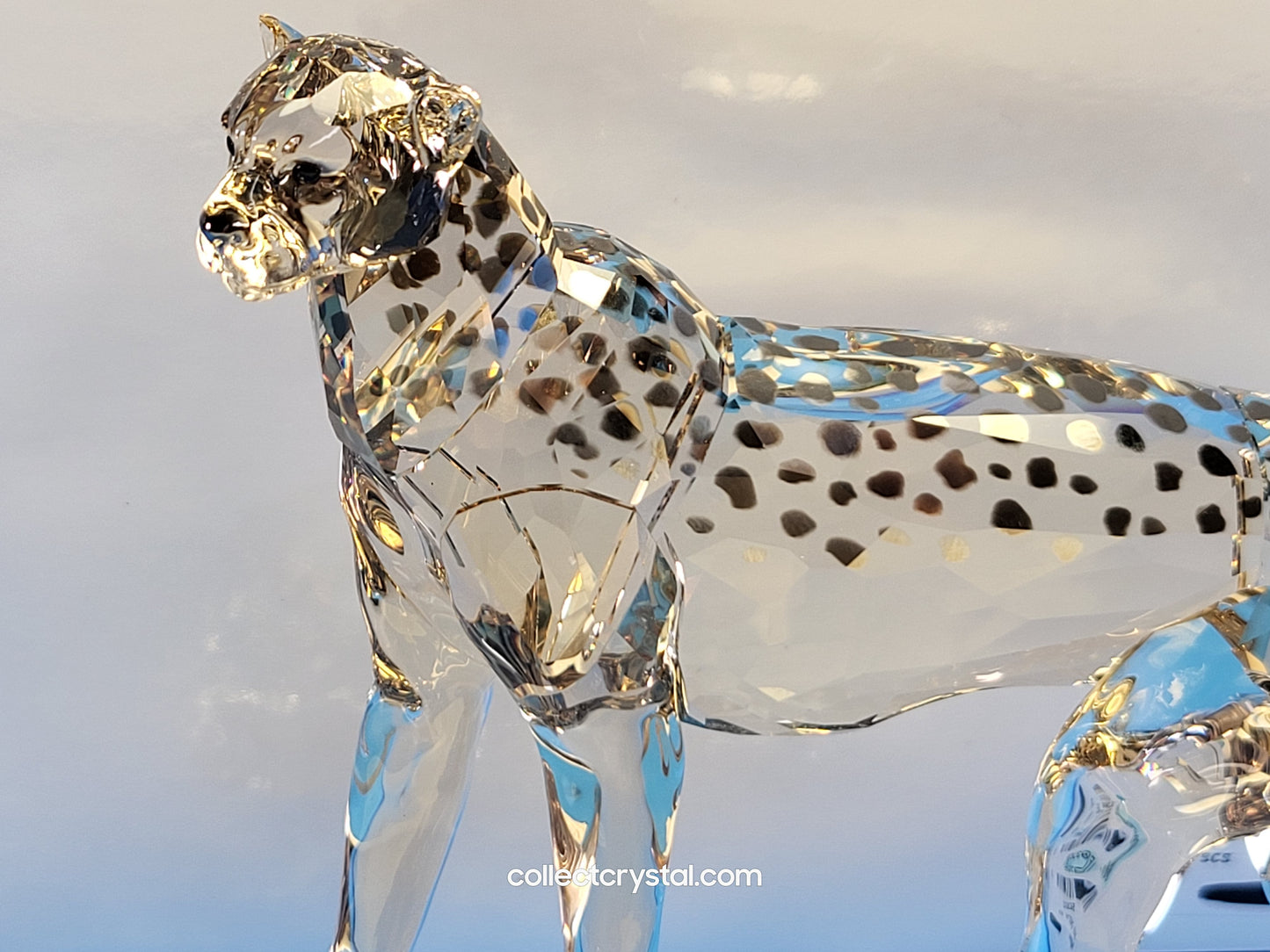 ELEGANCE OF AFRICA CHEETAH MEHIRA # 5636241 2023 ANNUAL EDITION