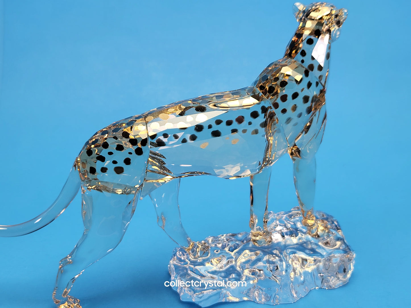 ELEGANCE OF AFRICA CHEETAH MEHIRA # 5636241 2023 ANNUAL EDITION