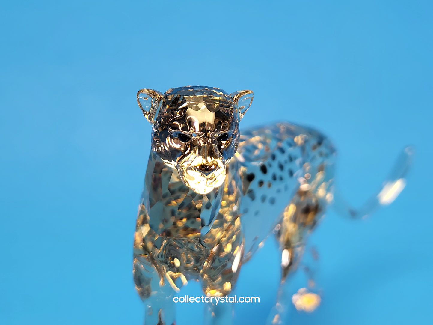 ELEGANCE OF AFRICA CHEETAH MEHIRA # 5636241 2023 ANNUAL EDITION