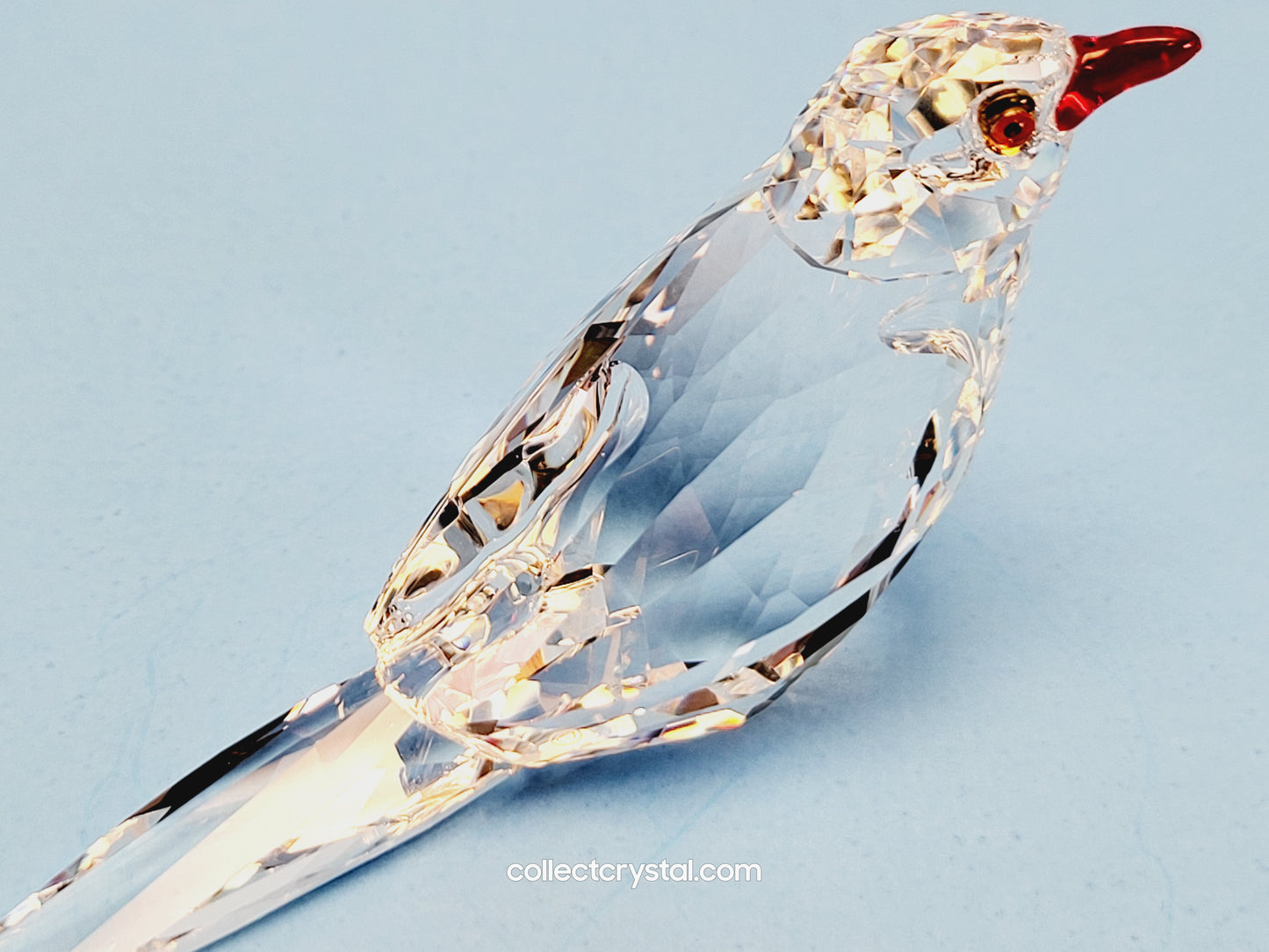 Oxpecker Parrot Bird 2021 ELEGANCE OF AFRICA SCS EVENT OXPECKER KALI 6667831