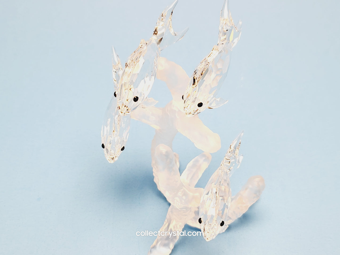 School of fish 666355