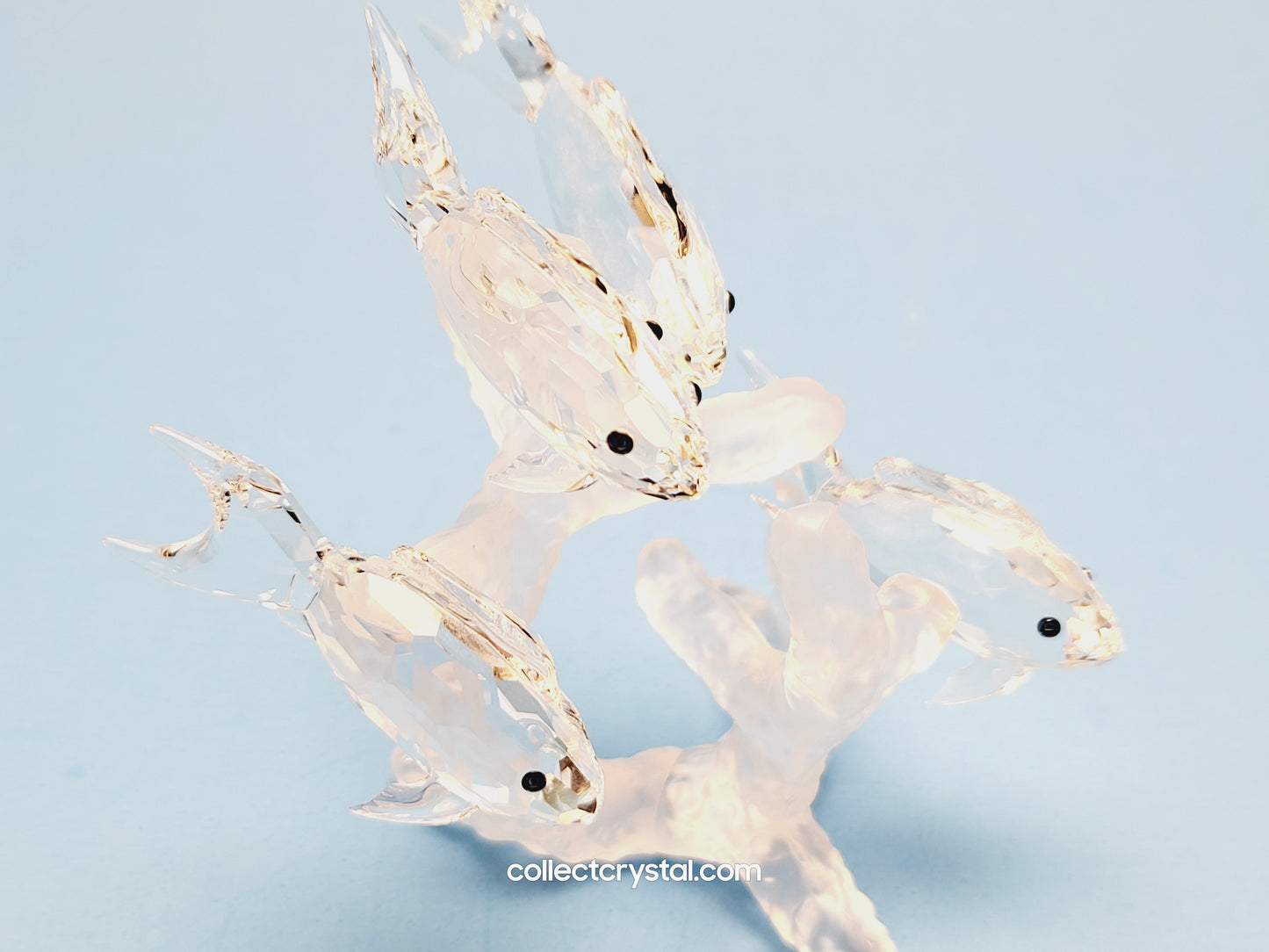 School of fish 666355