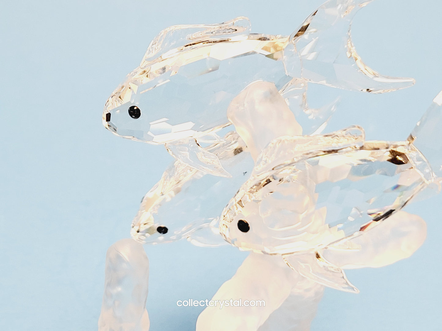 School of fish 666355