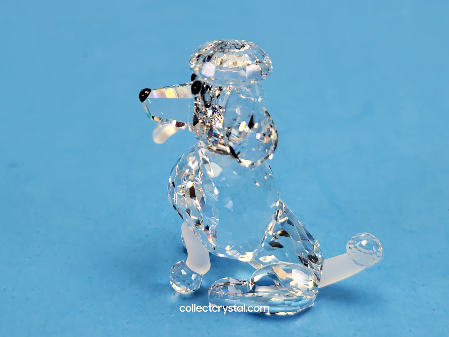 Poodle Dog with frosted tail SITTING 181317