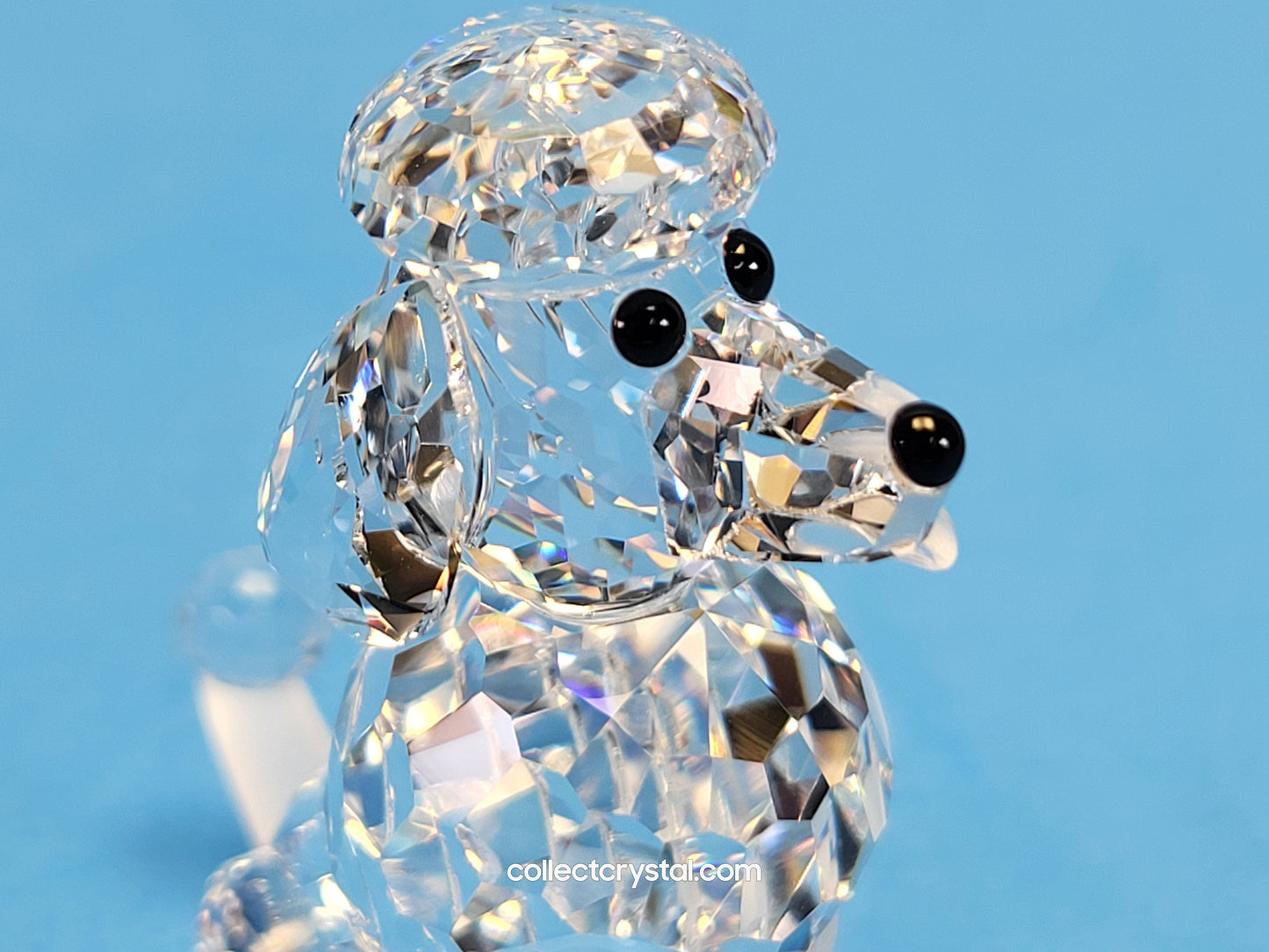 Poodle Dog with frosted tail SITTING 181317