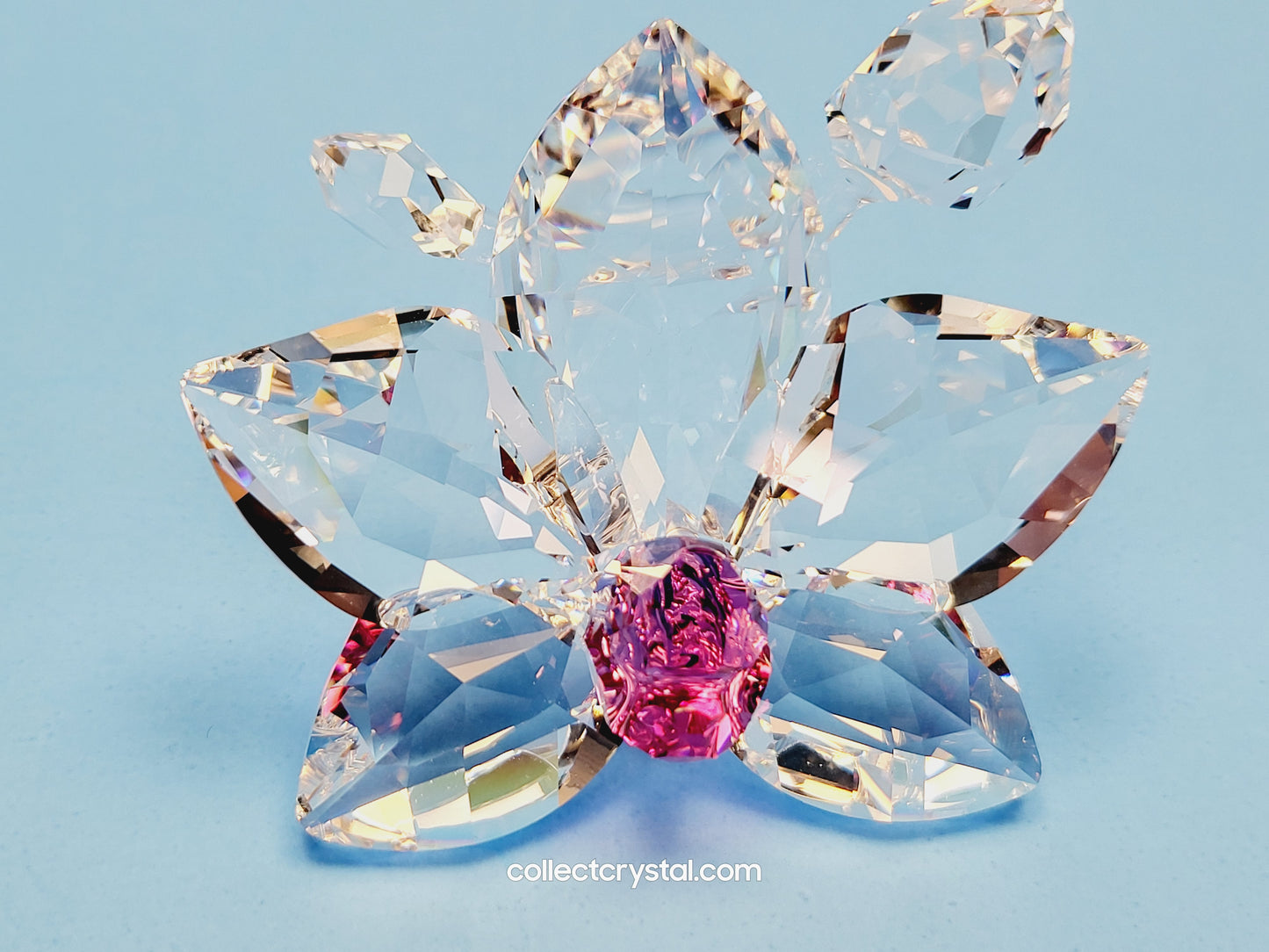 ORCHID BLOSSOM 864464