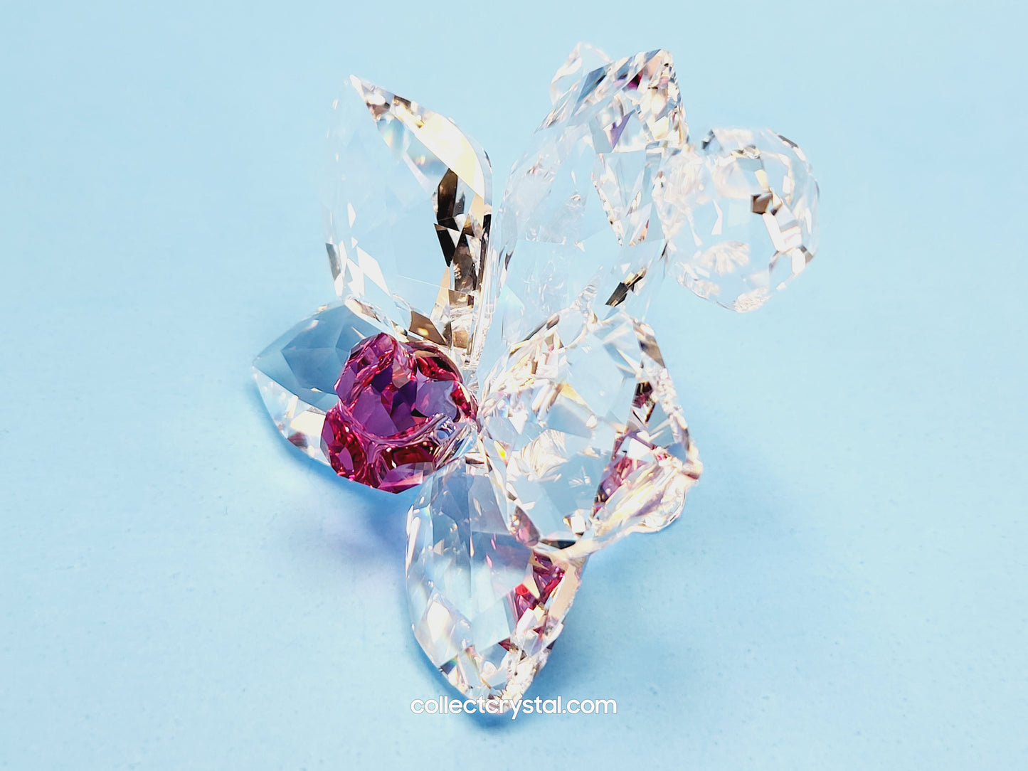 ORCHID BLOSSOM 864464