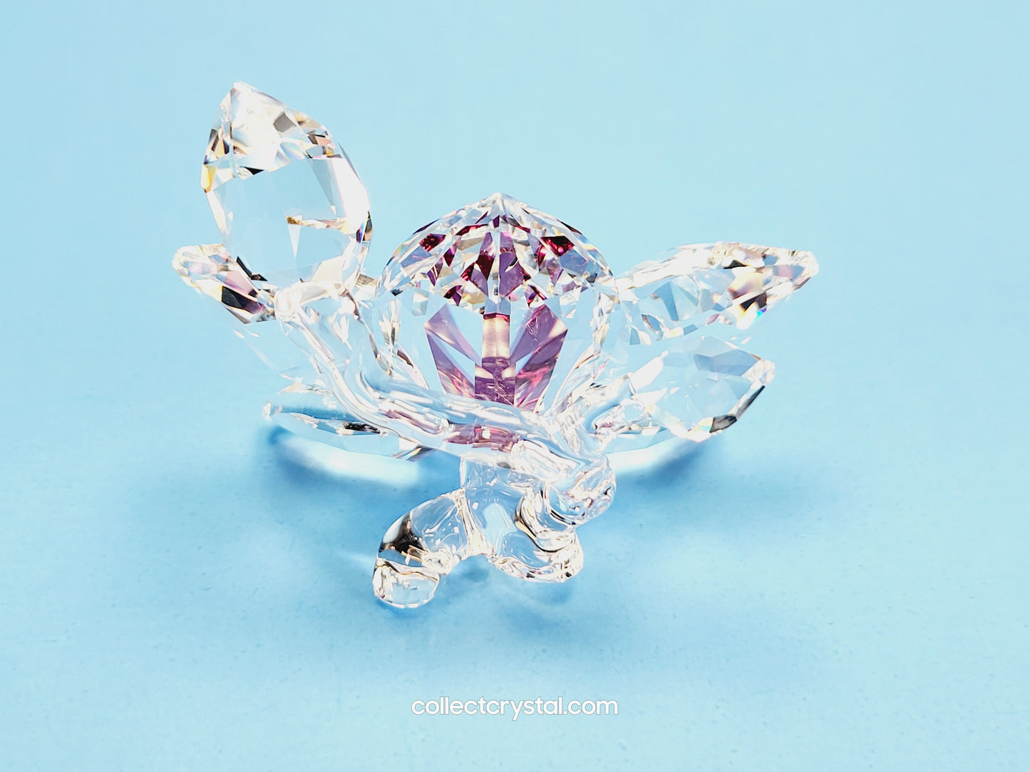 ORCHID BLOSSOM 864464