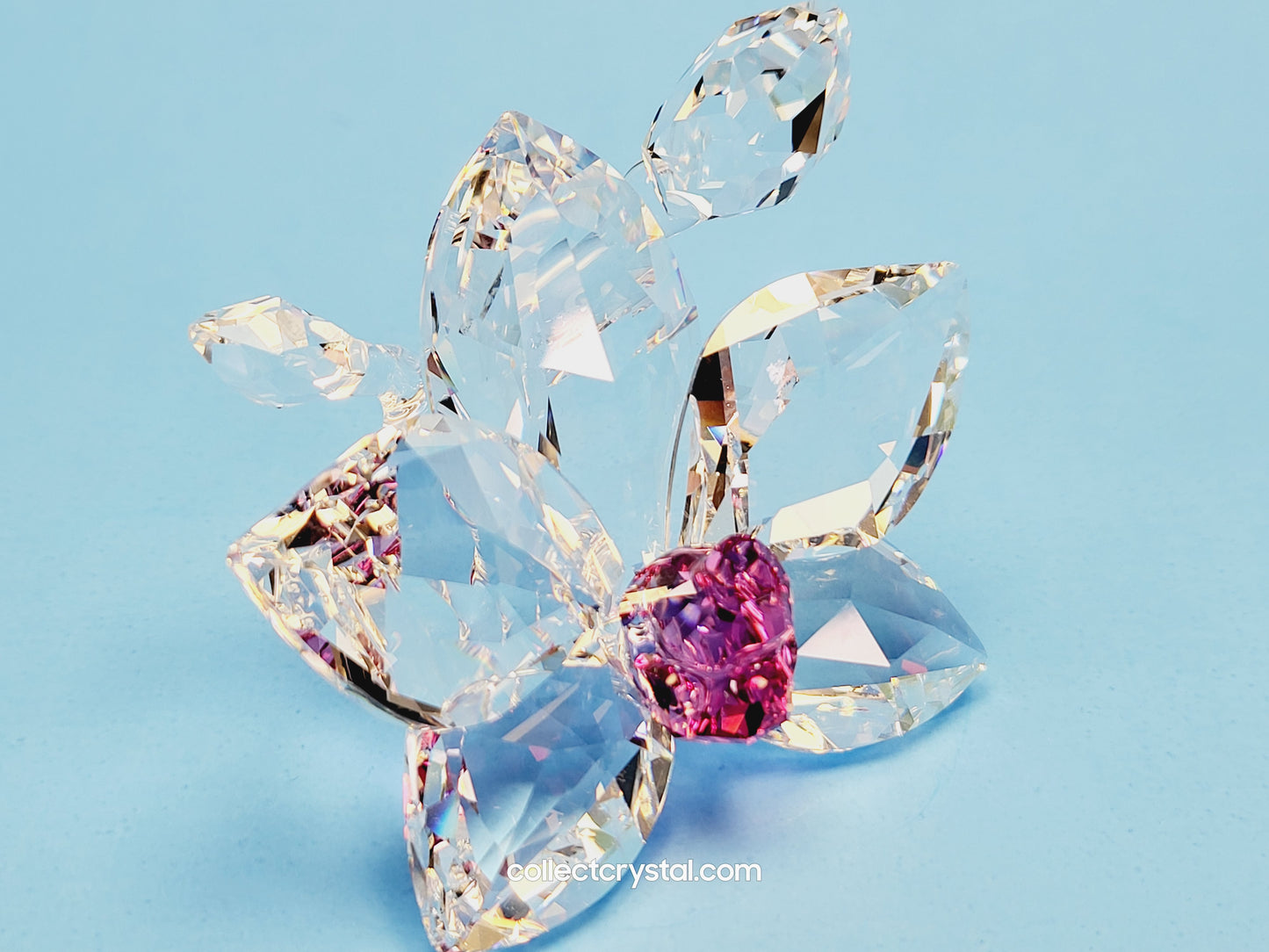 ORCHID BLOSSOM 864464