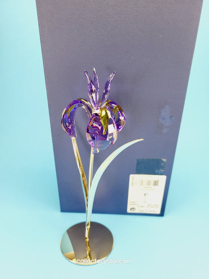 PARADISE FLOWERS – DAMBOA BLUE VIOLET 848449