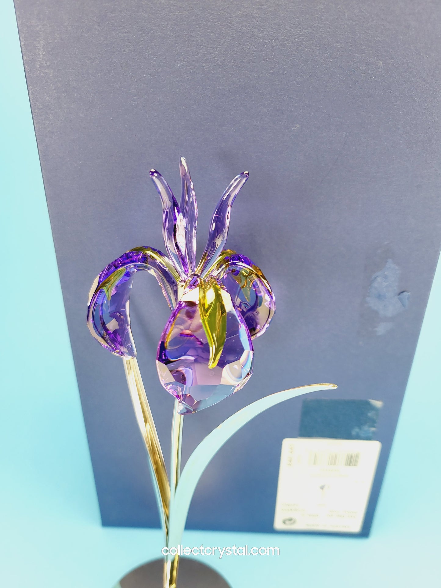PARADISE FLOWERS – DAMBOA BLUE VIOLET 848449