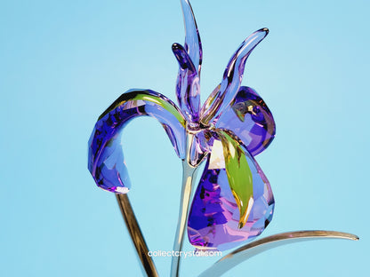 PARADISE FLOWERS – DAMBOA BLUE VIOLET 848449