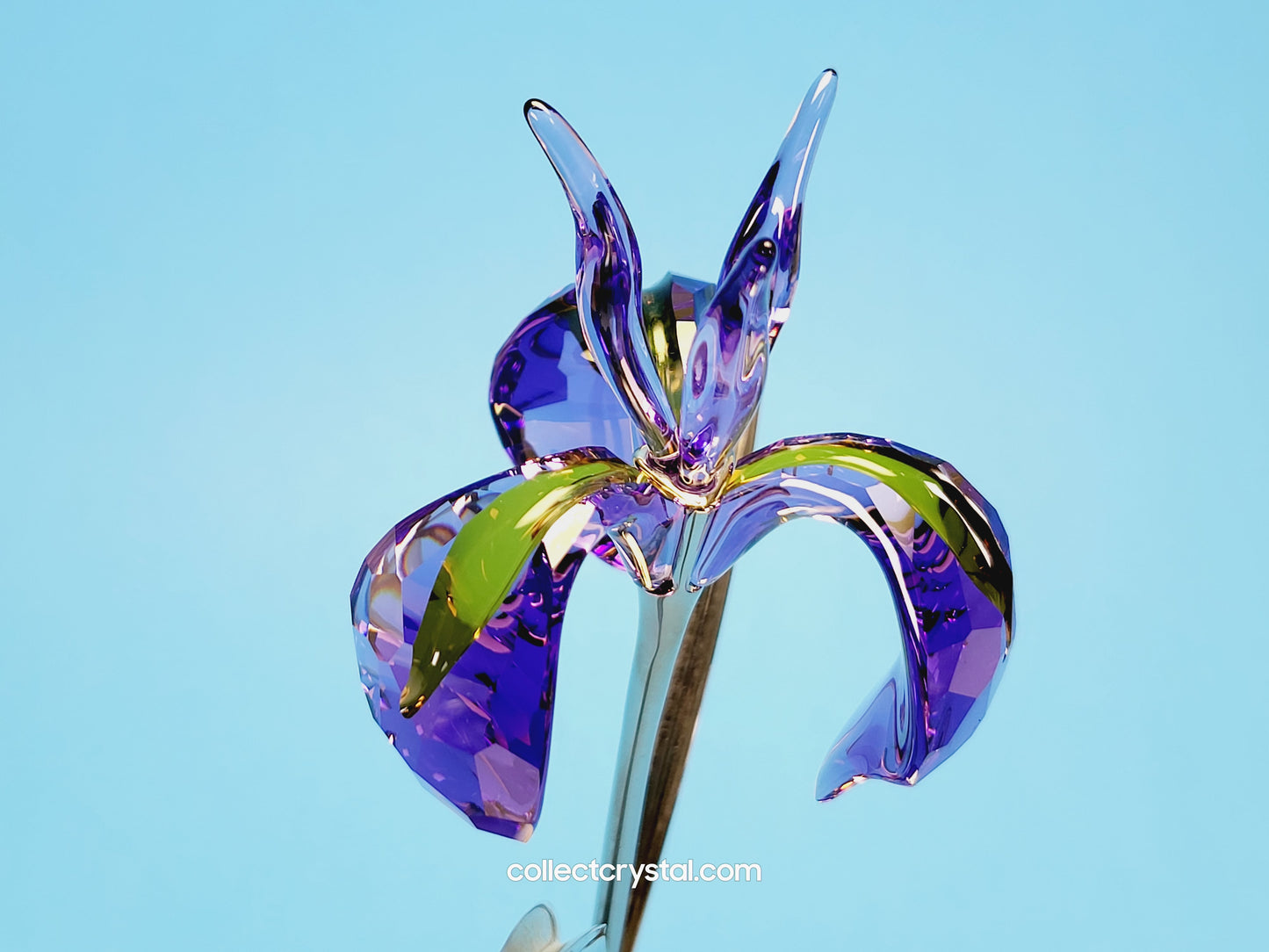 PARADISE FLOWERS – DAMBOA BLUE VIOLET 848449