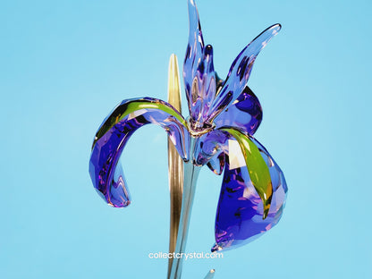 PARADISE FLOWERS – DAMBOA BLUE VIOLET 848449