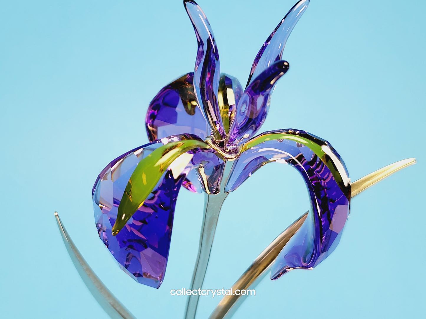 PARADISE FLOWERS – DAMBOA BLUE VIOLET 848449