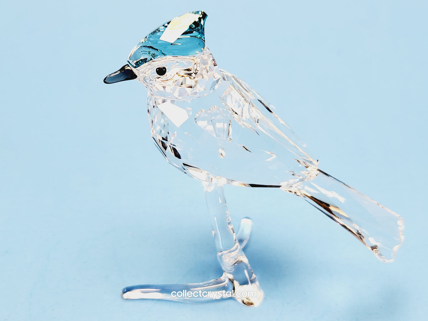 BLUE JAY 2019 ISSUE 5470647 / 5705326 bird