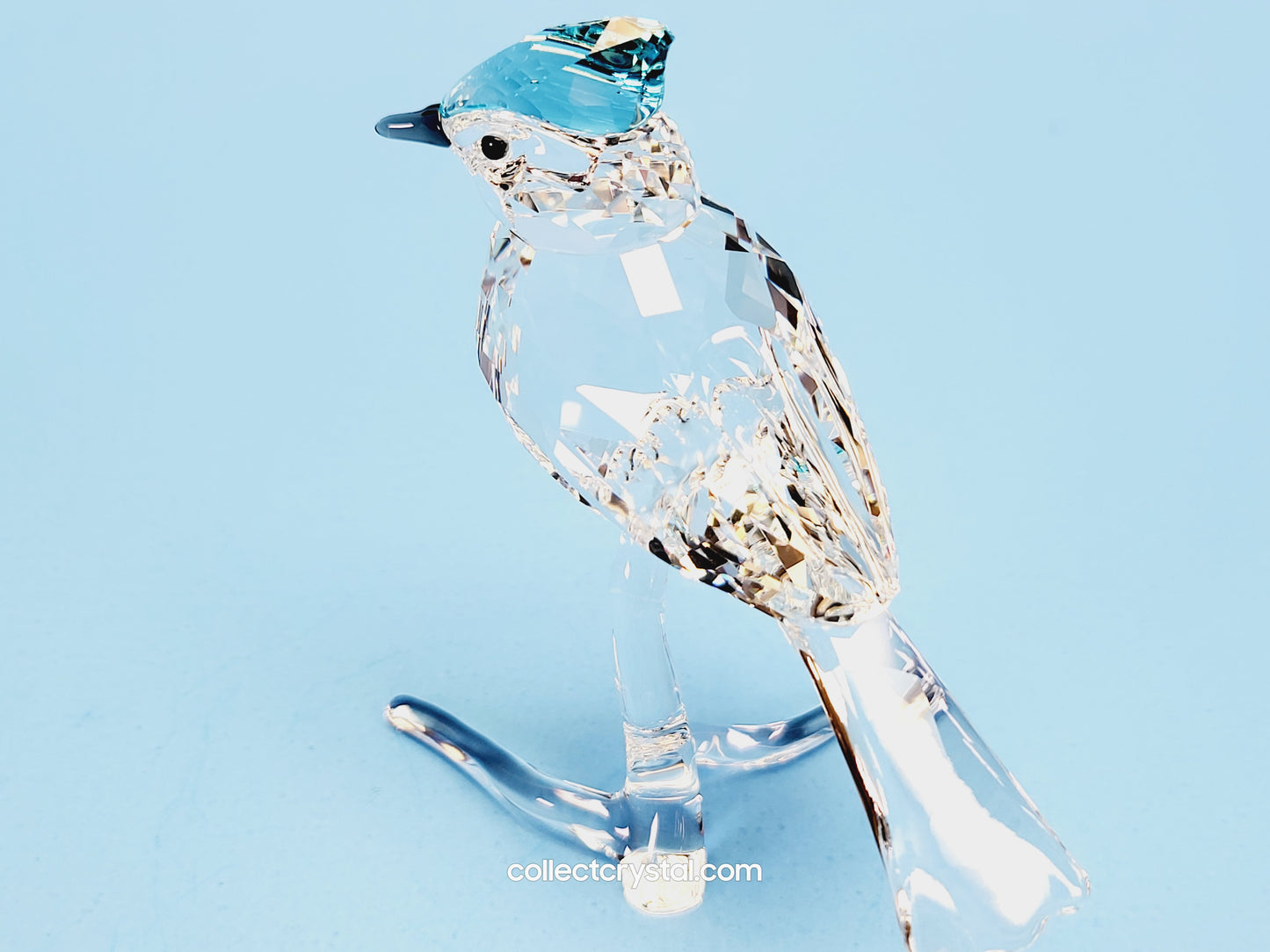 BLUE JAY 2019 ISSUE 5470647 / 5705326 bird