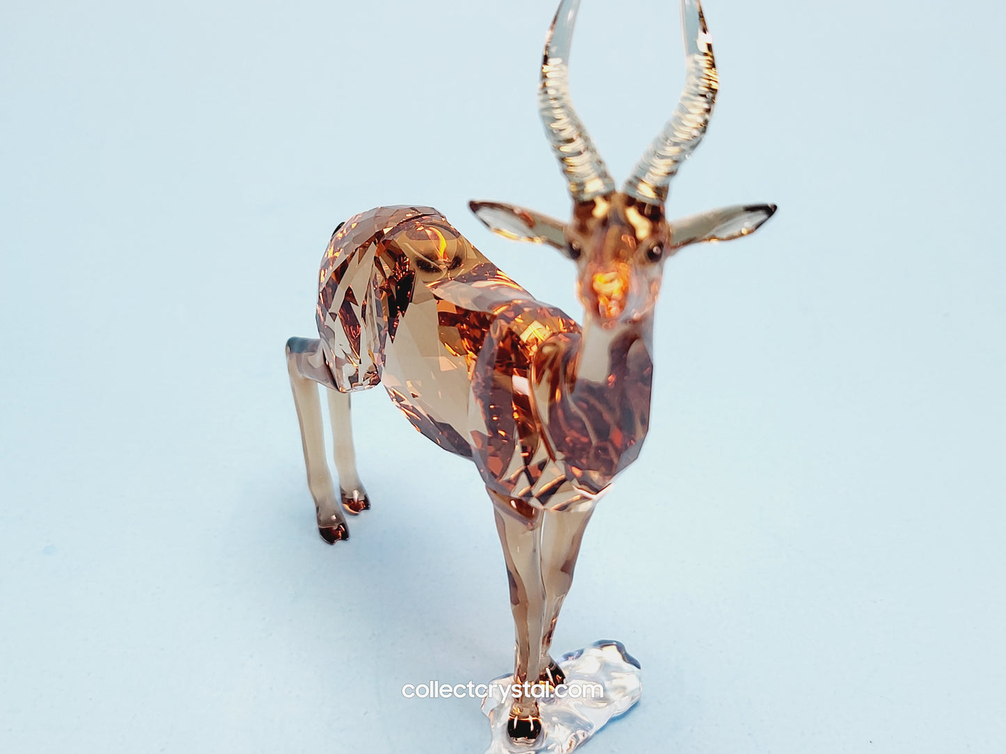 GAZELLE 5301551