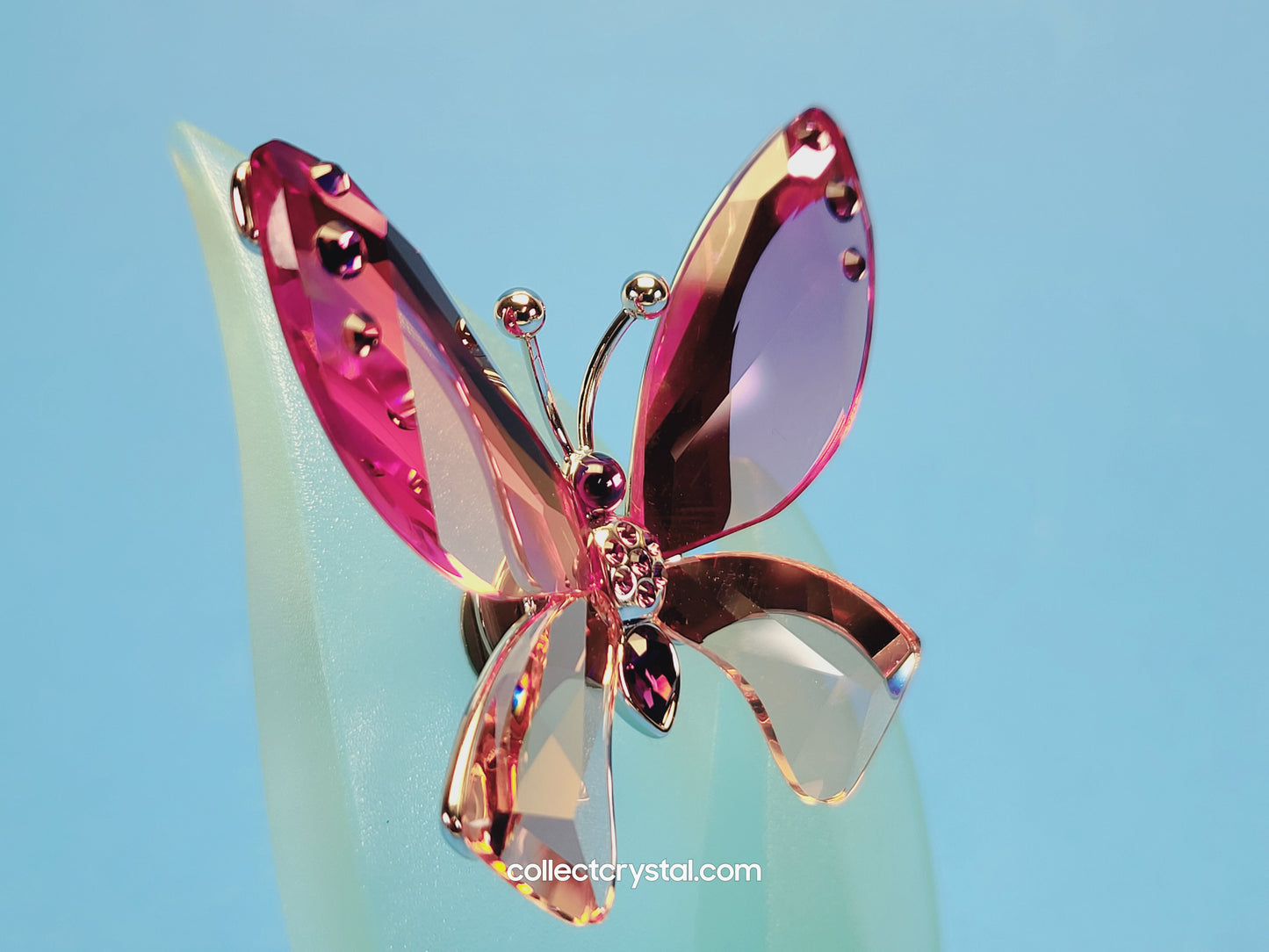 Paradise BUTTERFLY AZUA with leaf # 719182 PADPARDSCHA