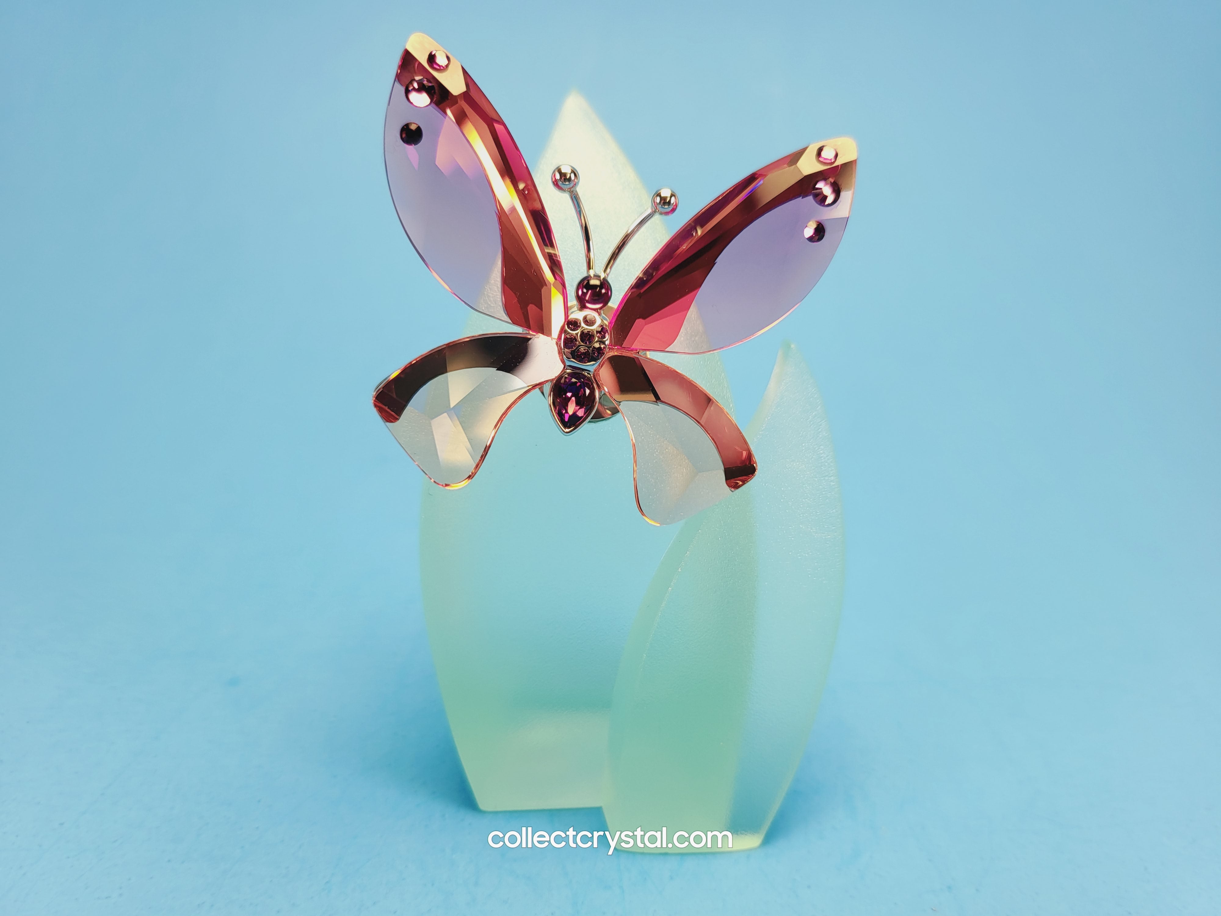 Paradise BUTTERFLY AZUA with leaf # 719182 PADPARDSCHA – Collect