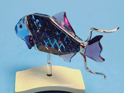 Crotone Fish PARADISE FISH AND SOUTH SEA CROTONE FIRE OPAL 626202