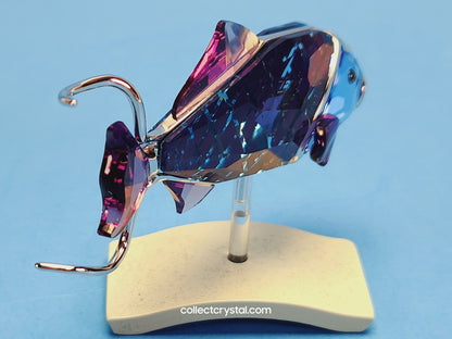 Crotone Fish PARADISE FISH AND SOUTH SEA CROTONE FIRE OPAL 626202