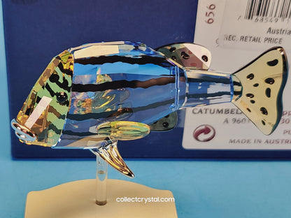 PARADISE FISH AND SOUTH SEA – OBJECT CATUMBELA LIGHT SAPPHIRE 656974