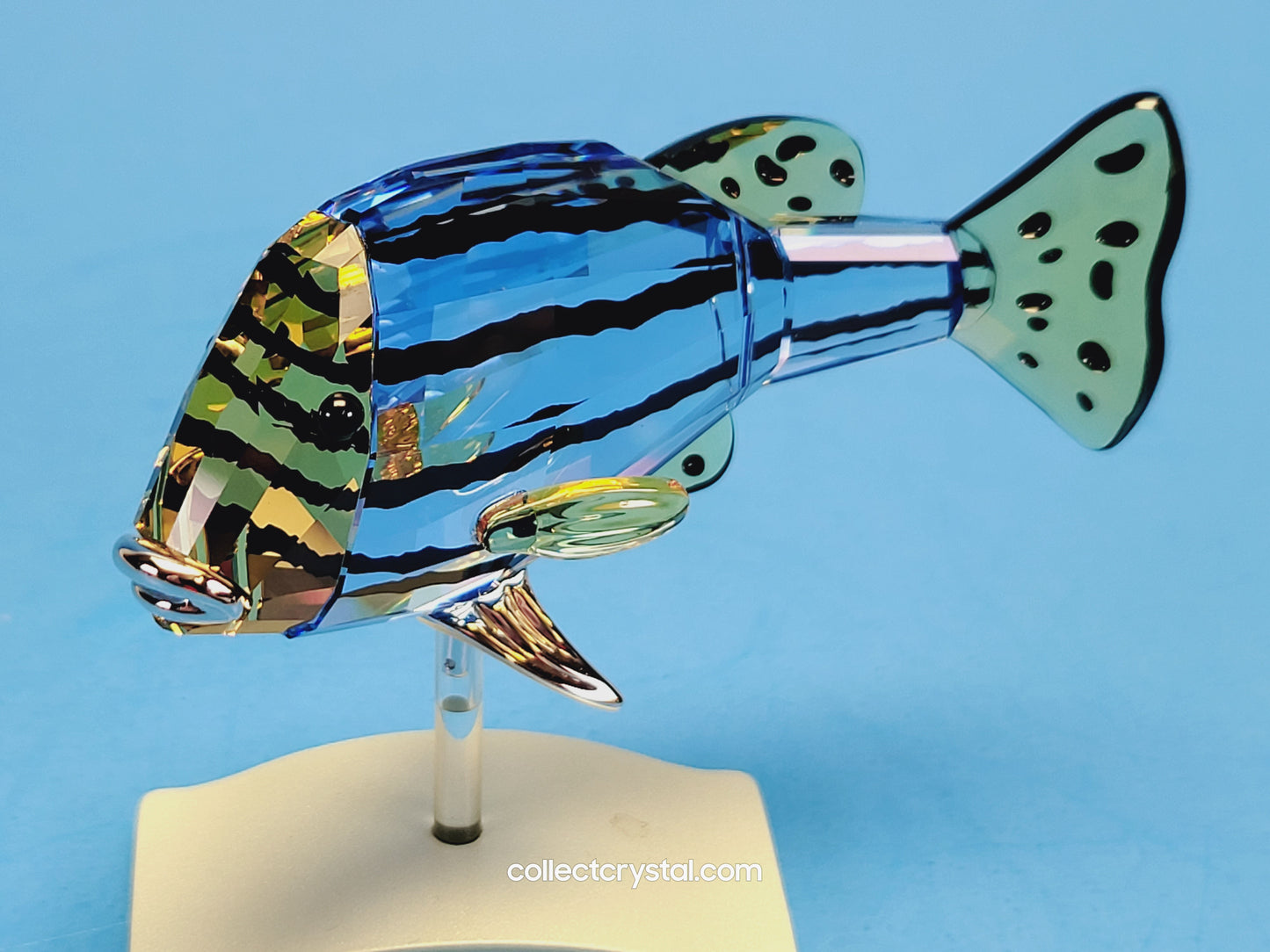 PARADISE FISH AND SOUTH SEA – OBJECT CATUMBELA LIGHT SAPPHIRE 656974