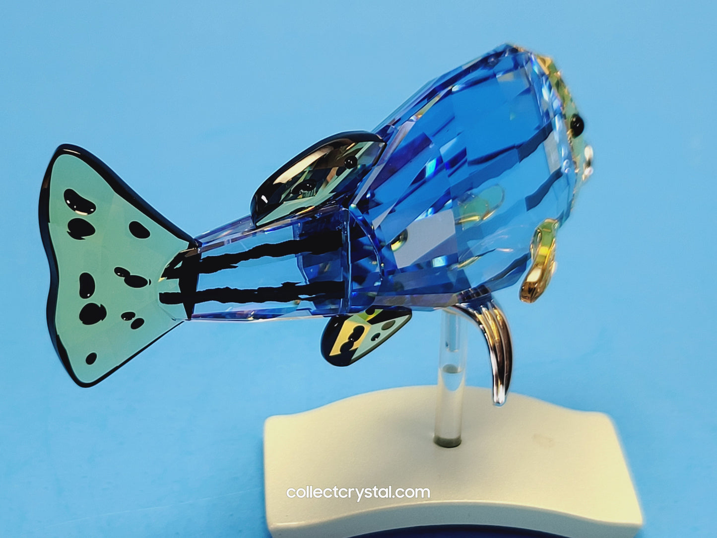 PARADISE FISH AND SOUTH SEA – OBJECT CATUMBELA LIGHT SAPPHIRE 656974