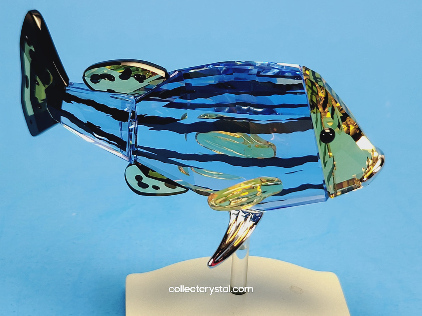 PARADISE FISH AND SOUTH SEA – OBJECT CATUMBELA LIGHT SAPPHIRE 656974
