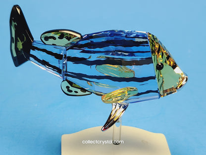 PARADISE FISH AND SOUTH SEA – OBJECT CATUMBELA LIGHT SAPPHIRE 656974