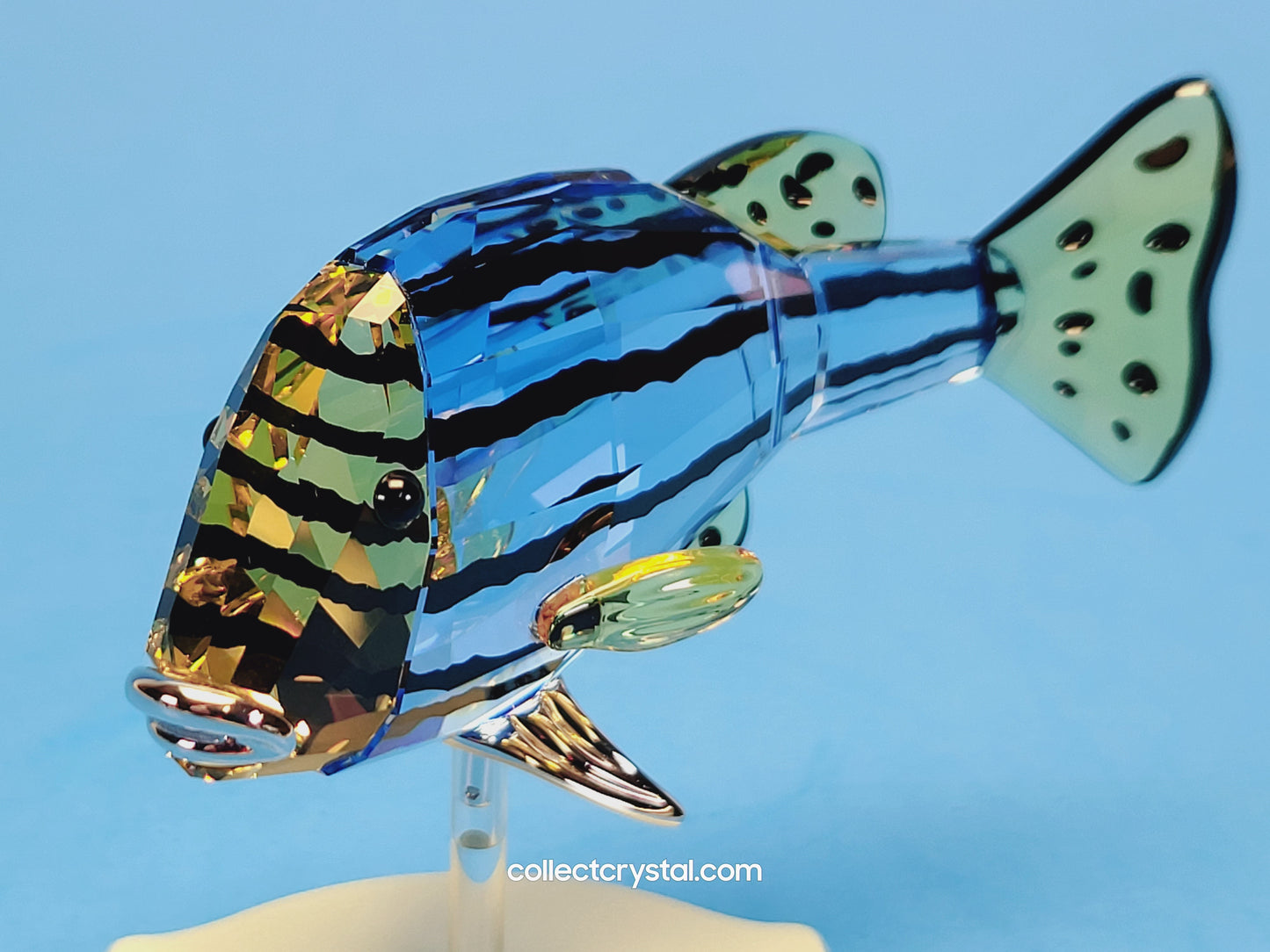 PARADISE FISH AND SOUTH SEA – OBJECT CATUMBELA LIGHT SAPPHIRE 656974
