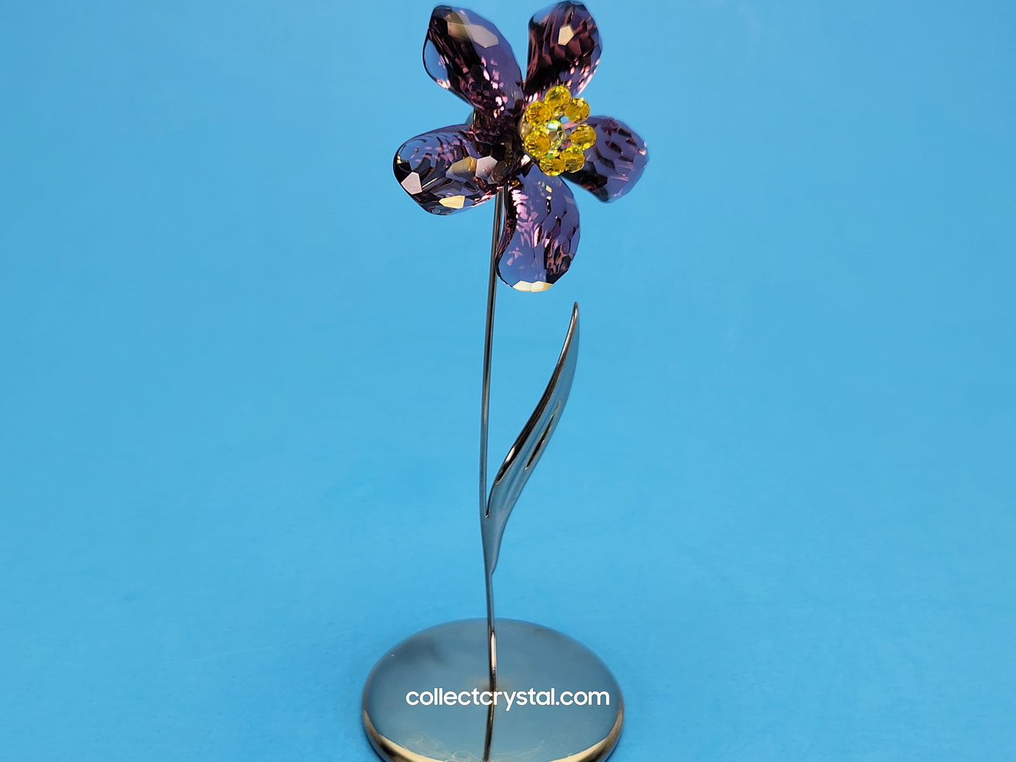 Paradise Deoli Purple Amethyst flower # 677619 mib