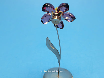 Paradise Deoli Purple Amethyst flower # 677619 mib