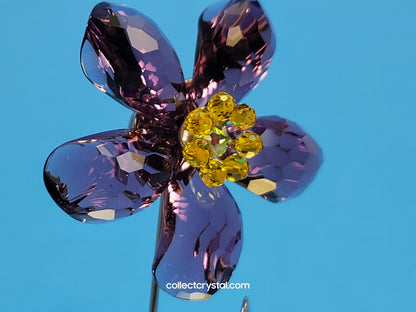 Paradise Deoli Purple Amethyst flower # 677619 mib