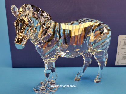 ANNUAL EDITION ELEGANCE OF AFRICA ZEBRA AMAI 5550663