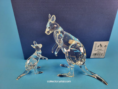 KANGAROO MOTHER WITH BABY 5428563