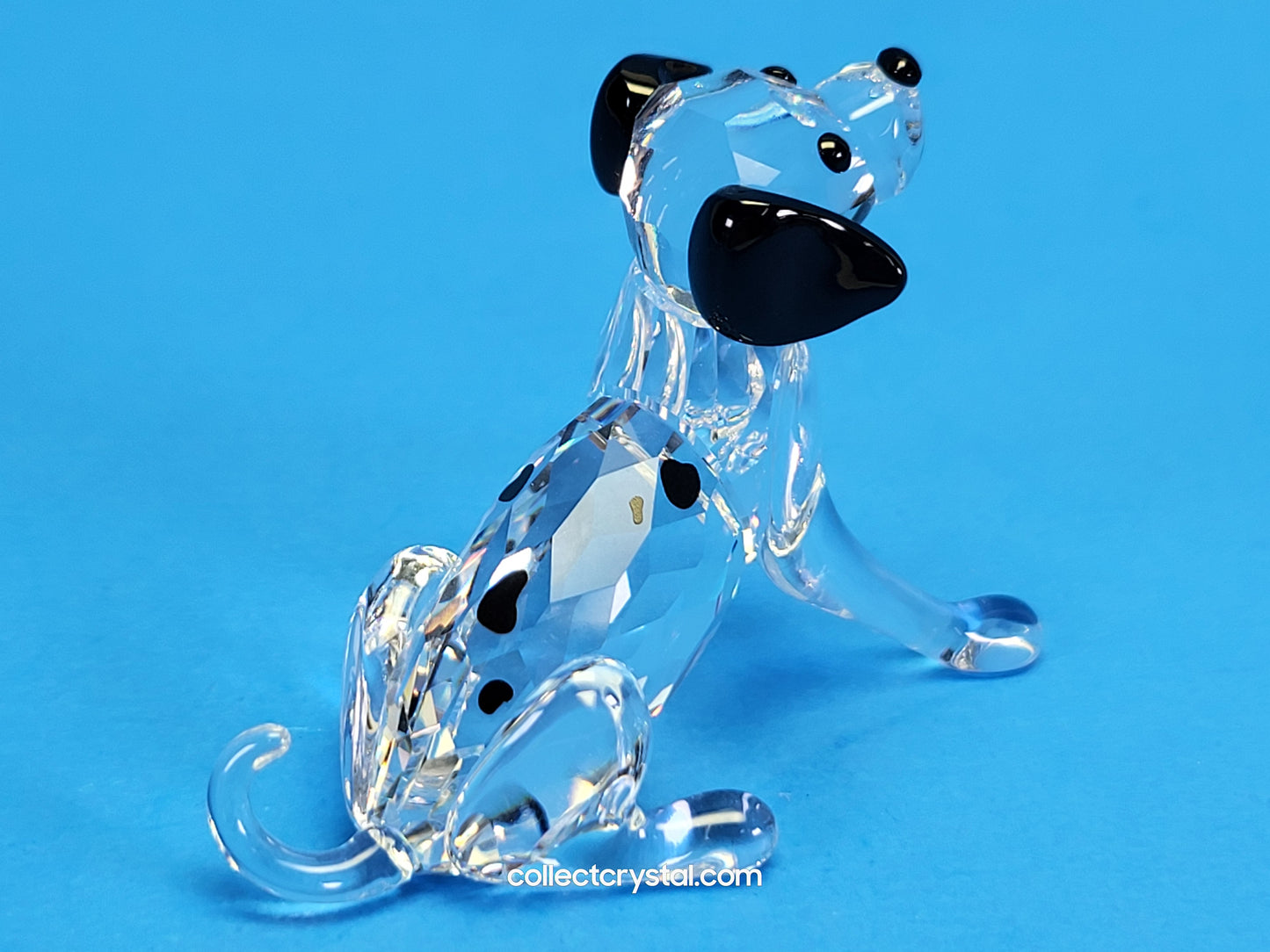DALMATIAN PUPPY SITTING 628909