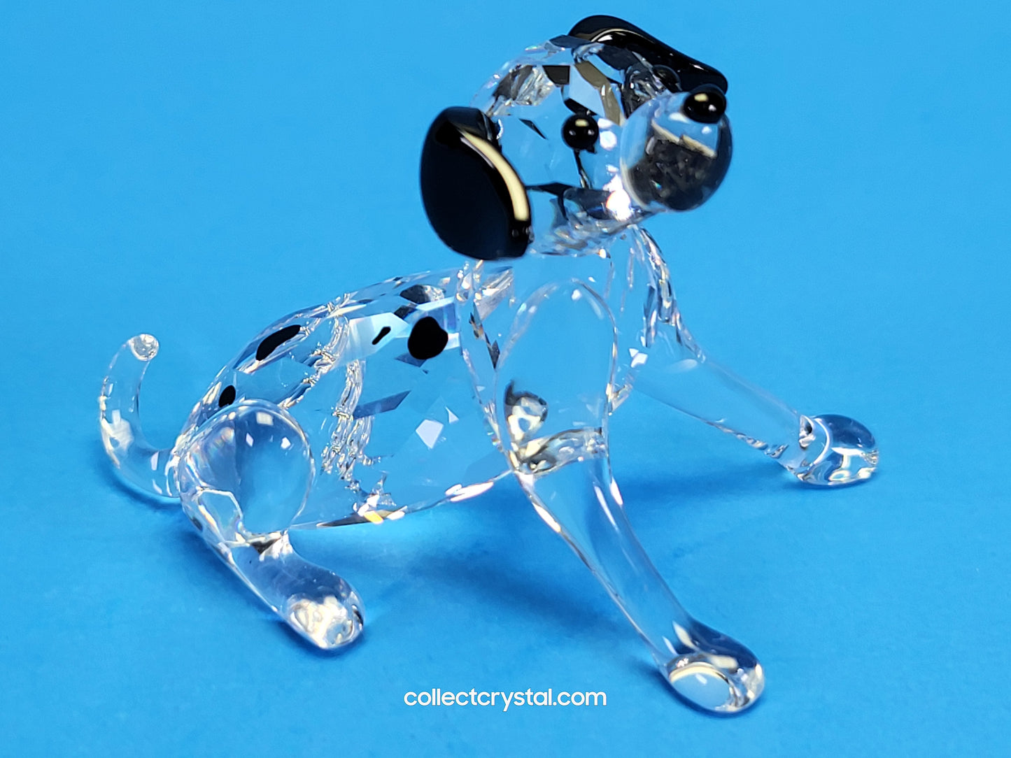 DALMATIAN PUPPY SITTING 628909