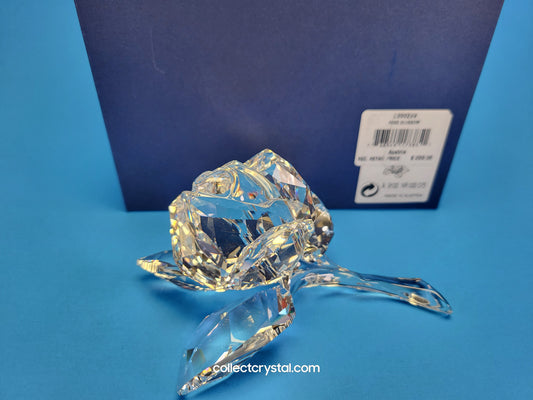 ROSE BLOSSOM 890289