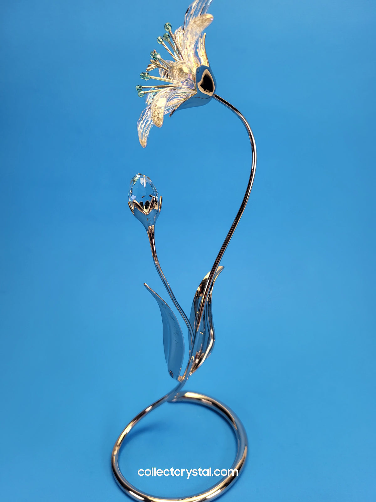 Dellaria Aquamarine - Paradise Flower s # 945872 Aurora Borealis