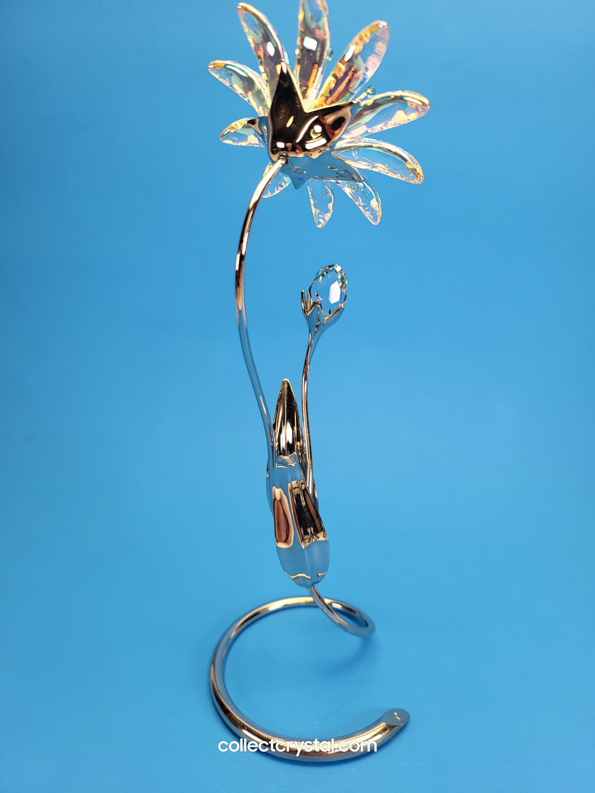 Dellaria Aquamarine - Paradise Flower s # 945872 Aurora Borealis
